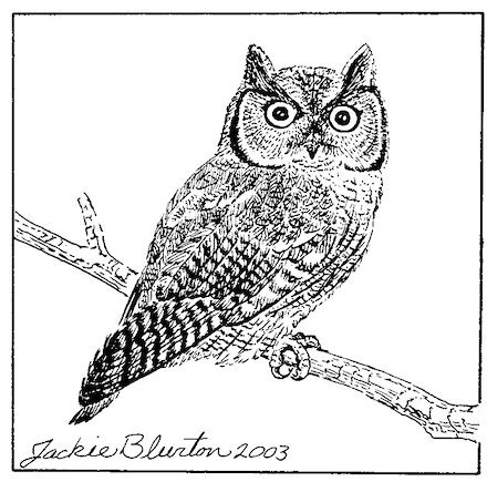 western screech owl