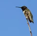 HummerAug14