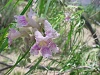chilopsis linearis