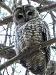 OwlsOct9