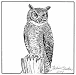 great horned owl